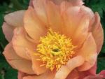 Paeonia itoh Singing in the Rain