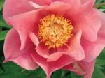 Paeonia itoh Sunset & Rainbow