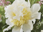 Peony lactiflora Bridal Shower