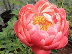 Peony lac Coral Sunset