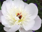 Peony lactiflora Immaculee