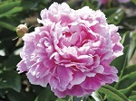 Peony lac Jacoma