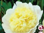 Peony lac Primavere