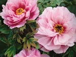 Peony suffruticosa Hanakisoi