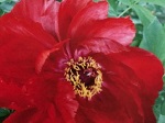 Peony tree Kao