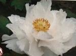 Peony tree Renkaku