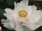 Peony suffruticosa Renkaku