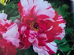 Peony suffruticosa Shima-nishiki