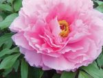 Paeonia suff. Rou Fu Rong