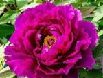Paeonia suff. Wu Long Peng Sheng