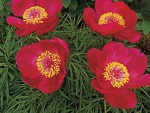 Peony fern leaf Itoba
