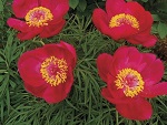 Peony tenuifolia Itoba