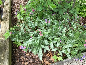 pulmonaria
                          majeste