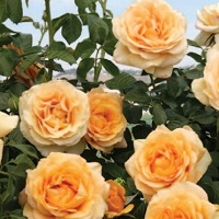 Rose Climber Golden Opportunity