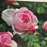 Rose Climber Kiss Me Kate