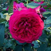 Rose Austin Tess of the
                                D'Ubervilles