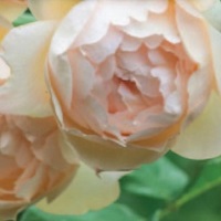 Rose Austin Wollerton Old Hall