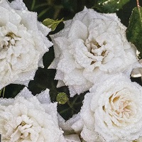 Rose Drift White