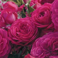 Rose Floribunda Celestial Night