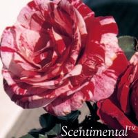 Rose Floribunda Scentimental