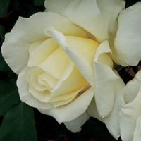 Rose Floribunda White Licorice