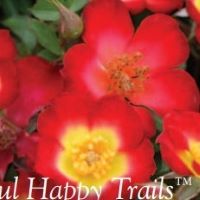 Rose Groundcover Playful Happy
                                Trails