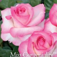 Rose Grandiflora Miss Congeniality