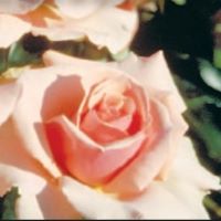 Rose Grandiflora Tournament of
                                Roses