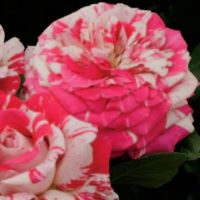 Rose Hybrid Tea Neil Diamond