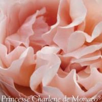 Rose Hybrid Tea Princess Charlene
                                of Monaco