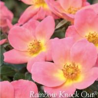 Rose Knock Out Rainbow
