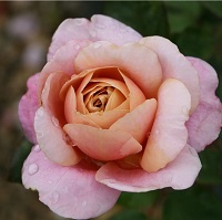 Rose Shrub Distant Drum