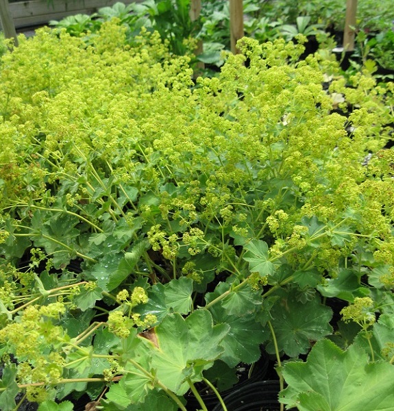 Alchemilla