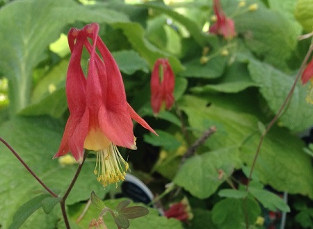 Aquilegia