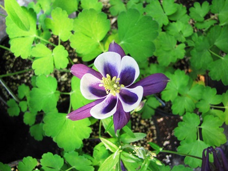 Aquilegia