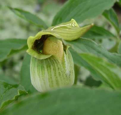 Arisaema