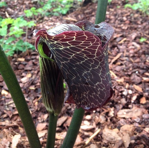 Arisaema