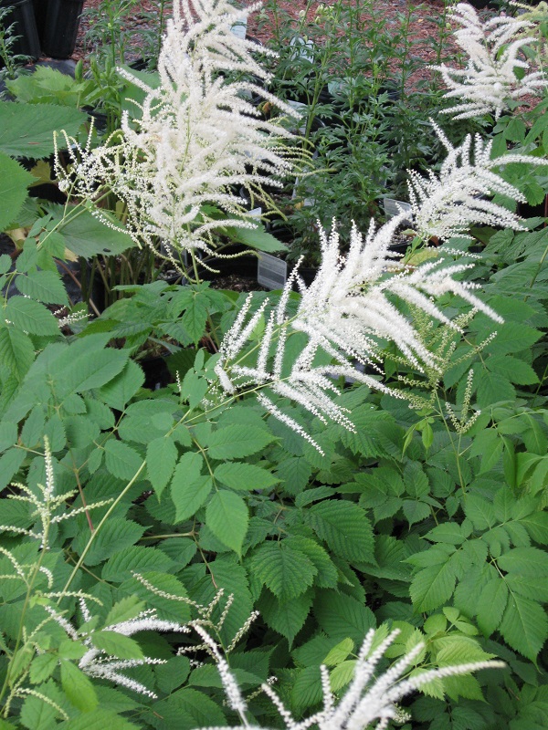 Aruncus