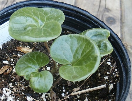 Asarum