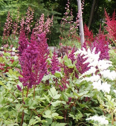 Astilbe