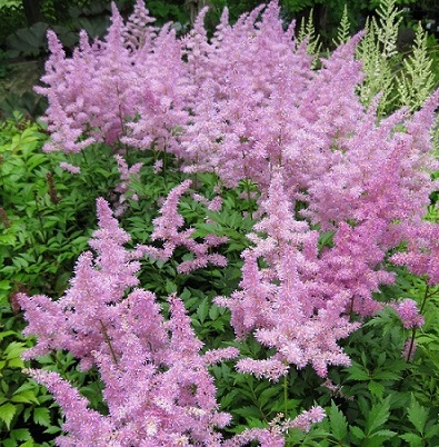 AStilbe