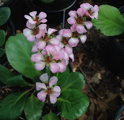 Bergenia