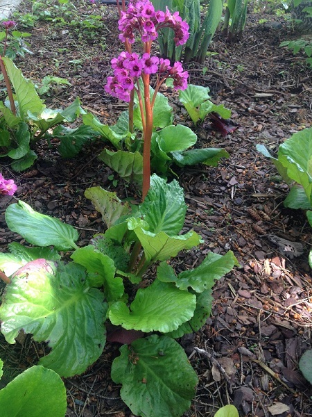 Bergenia