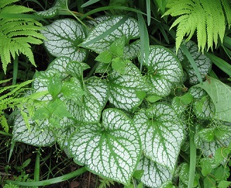 Brunnera