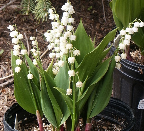 convallaria