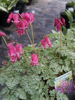 Dicentra