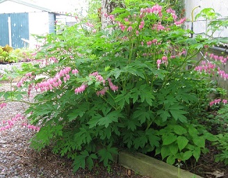 Dicentra