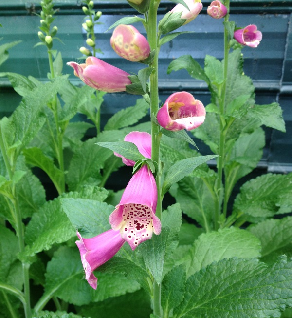 digitalis