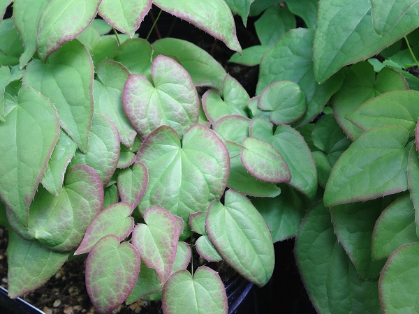 Epimedium