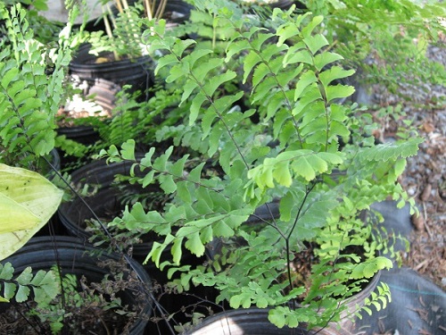 Maidenhair Fern